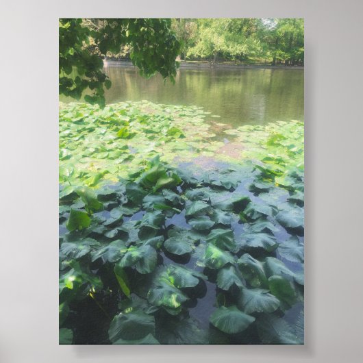Analoge Lily Pad fotografie Poster (Voorkant)