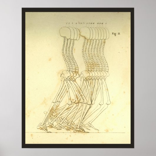 Analyse Beenruggengraatgrafiek Poster (Voorkant)