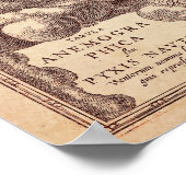 Anamorf Roos Poster (Hoek)