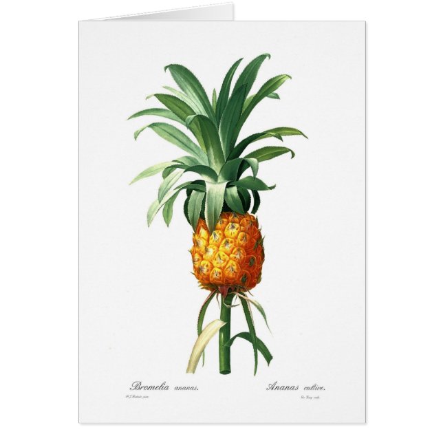 ananas (Voorkant)
