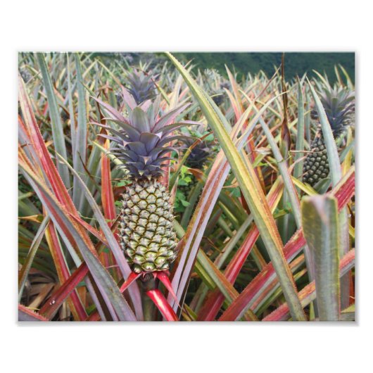 Ananas, ananas, fotografie foto afdruk (Voorkant)