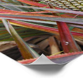 Ananas, Ananasveld, Fotografie Poster (Hoek)