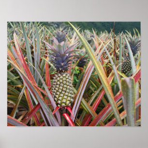 Ananas, Ananasveld, Fotografie Poster