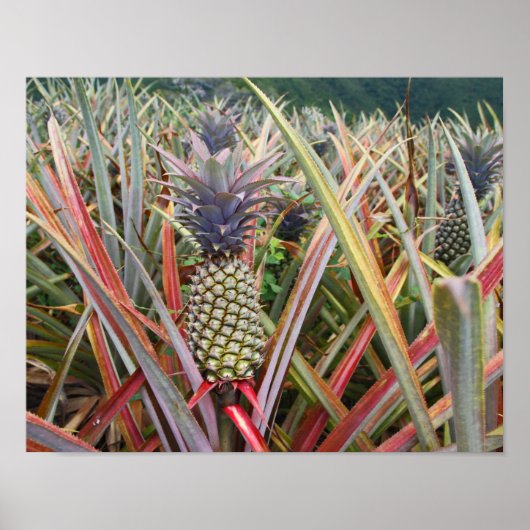 Ananas, Ananasveld, Fotografie Poster (Voorkant)