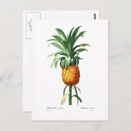 ananas briefkaart (Voorkant / Achterkant)