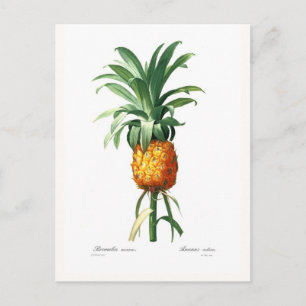 ananas briefkaart