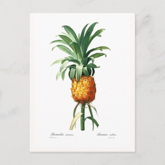 ananas briefkaart (Voorkant)
