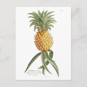 ananas briefkaart