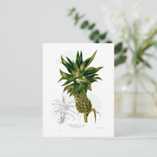 Ananas comosus briefkaart (Staand voorkant)