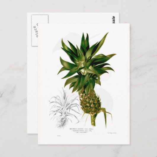 Ananas comosus briefkaart (Voorkant / Achterkant)