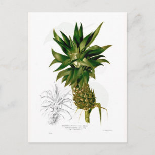 Ananas comosus briefkaart