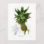 Ananas comosus briefkaart (Voorkant)
