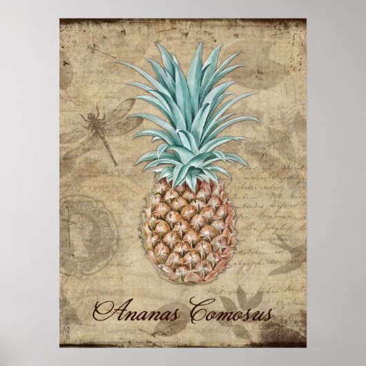 Ananas Comosus - Natuurgeschiedenis Poster (Voorkant)