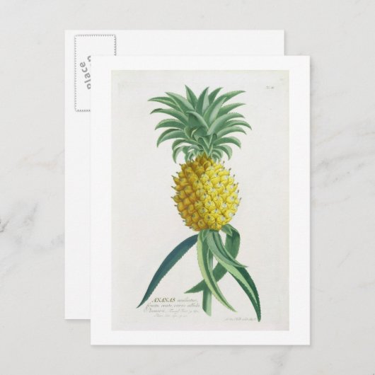 Ananas door Johann Jakob Haid wordt gegraveerd Briefkaart (Voorkant / Achterkant)