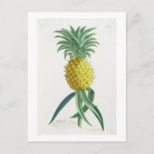Ananas door Johann Jakob Haid wordt gegraveerd Briefkaart (Voorkant)