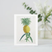 Ananas door Johann Jakob Haid wordt gegraveerd Briefkaart (Staand voorkant)