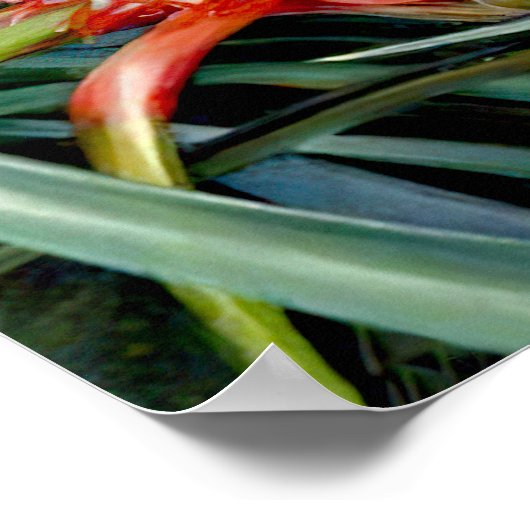 Ananas door Marianne North - Exotisch landschap Poster (Hoek)