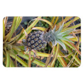 Ananas fotomagneet magneet (Horizontaal)