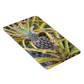 Ananas fotomagneet magneet (Rechterzijde)