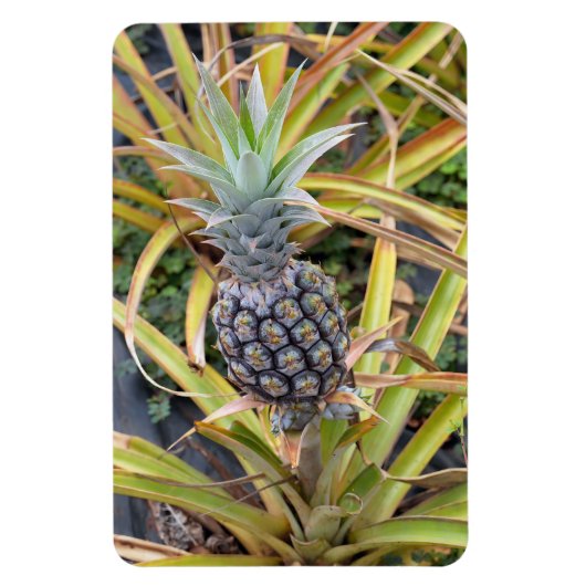 Ananas fotomagneet magneet (Verticaal)