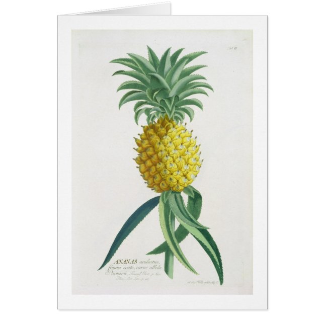 Ananas gegraveerd door Johann Jakob Haid (1704-67) (Voorkant)