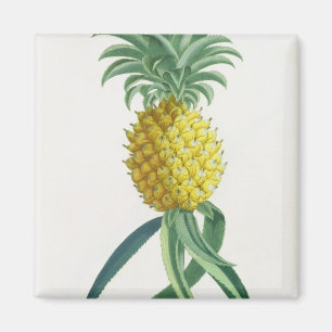 Ananas gegraveerd door Johann Jakob Haid (1704-67) Magneet