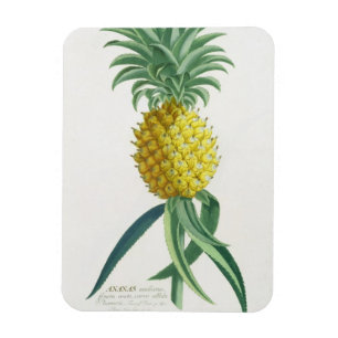 Ananas gegraveerd door Johann Jakob Haid (1704-67) Magneet