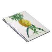 Ananas gegraveerd door Johann Jakob Haid (1704-67) Notitieboek (Rechterzijde)