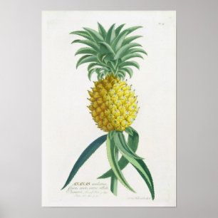 Ananas gegraveerd door Johann Jakob Haid (1704-67) Poster