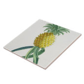 Ananas gegraveerd door Johann Jakob Haid (1704-67) Tegeltje (Zijkant)