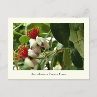 Ananas Guava Collectible Briefkaart