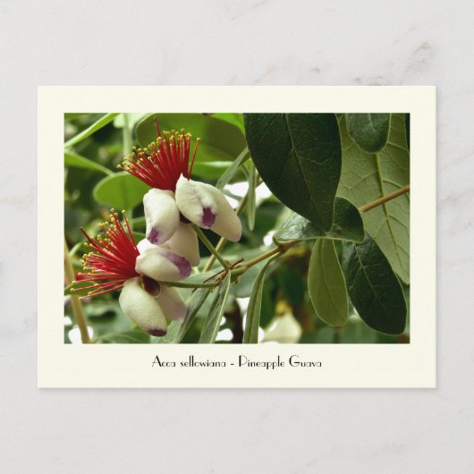 Ananas Guava Collectible Briefkaart (Voorkant)