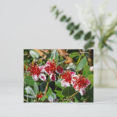 Ananas Guava / Guavasteen / Feijoa Flowers Briefkaart (Staand voorkant)