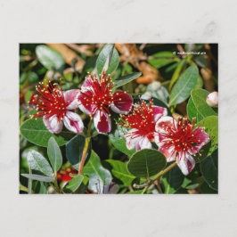 Ananas Guava / Guavasteen / Feijoa Flowers Briefkaart