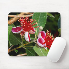 Ananas Guava / Guavasteen Flowers Muismat