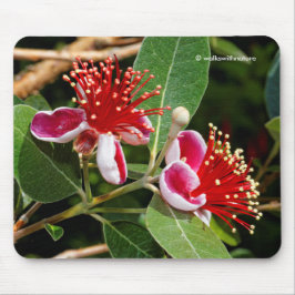 Ananas Guava / Guavasteen Flowers Muismat