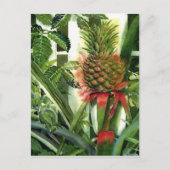 Ananas in het Oerwoud Briefkaart (Voorkant)