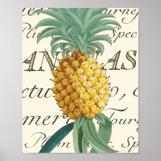 Ananas met kalligrafisch detail poster (Voorkant)