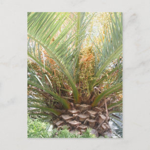 Ananas Palm Poster Briefkaart