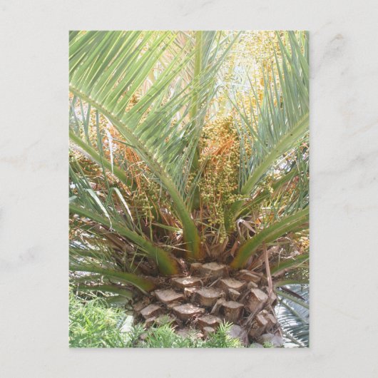 Ananas Palm Poster Briefkaart (Voorkant)
