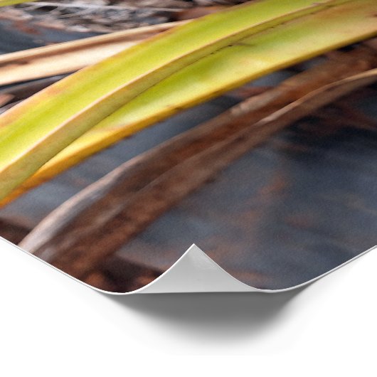 Ananas Plant Poster (Hoek)