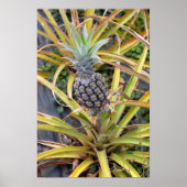 Ananas Plant Poster (Voorkant)