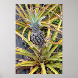 Ananas Plant Poster