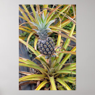 Ananas Plant Poster