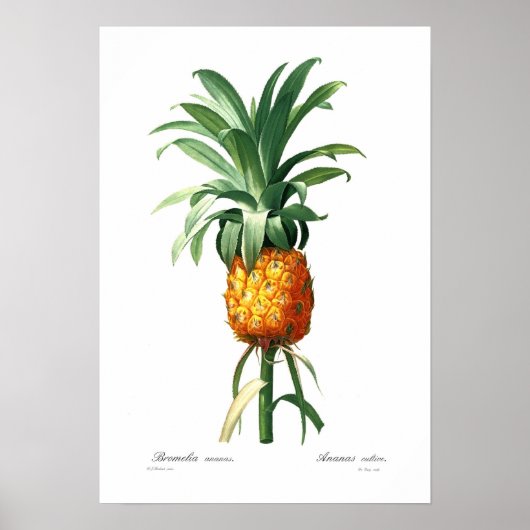 ananas poster (Voorkant)