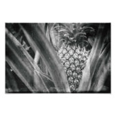 Ananassolchroombladeren en keukens van fruit foto afdruk (Voorkant)