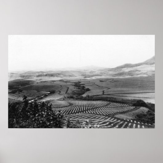 Ananasvelden in Hawaii PhotographyHawaii Poster (Voorkant)