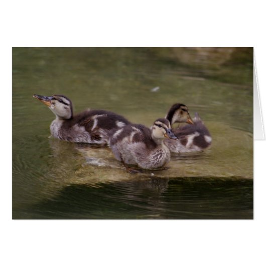 Anas platyrhynchos (Voorkant Horizontaal)