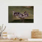 Anas platyrhynchos poster (Keuken)