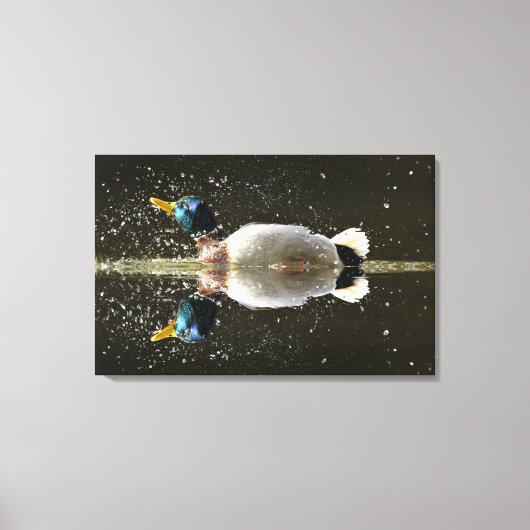 (Anas platyrhyncus),na afschudden van water Canvas Afdruk (Voorkant)